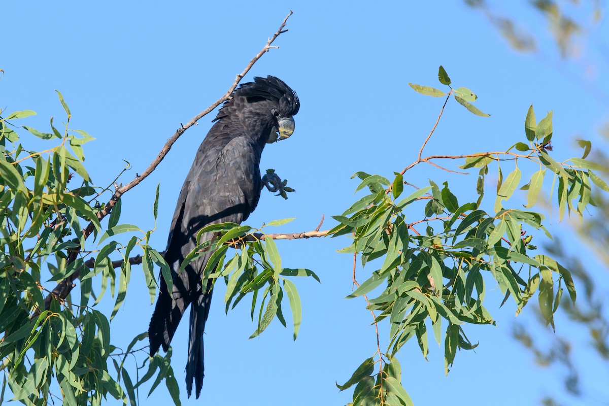 Red-tailed Black-Cockatoo - ML361032661