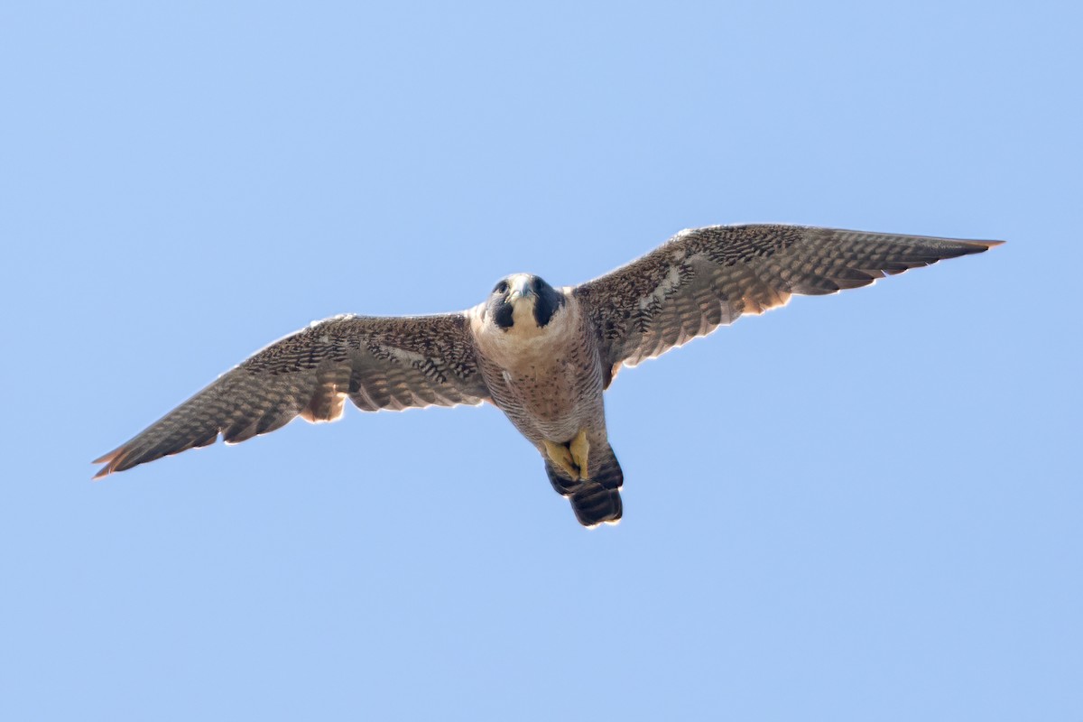 Peregrine Falcon - ML361032831