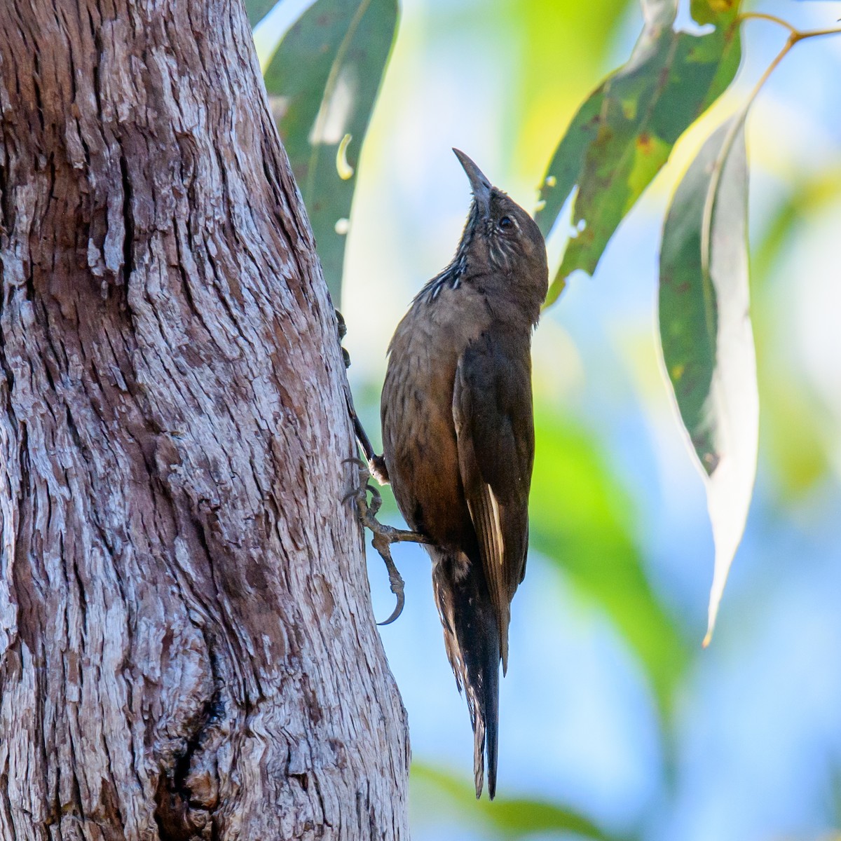 Black-tailed Treecreeper - ML361034021