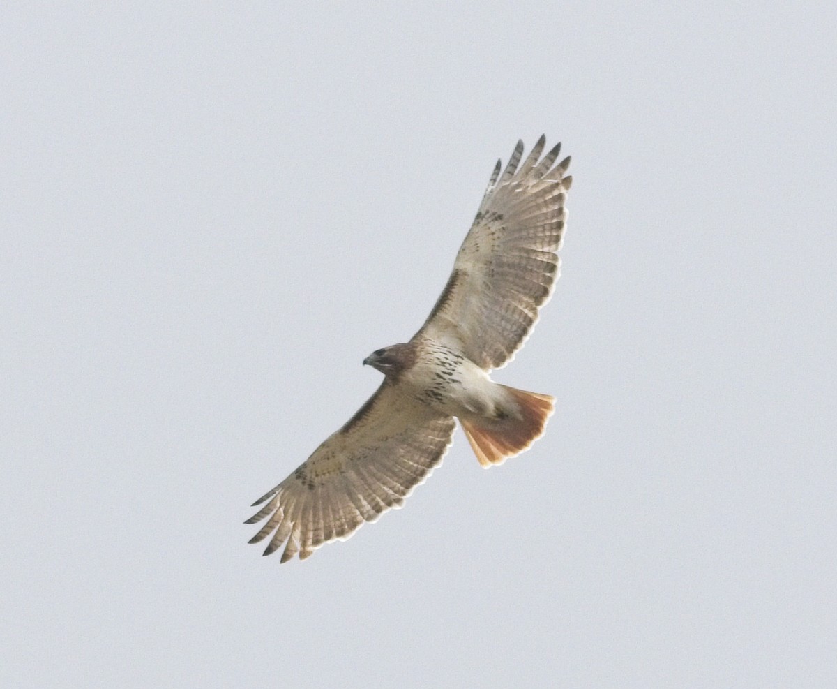 Red-tailed Hawk - ML361034041