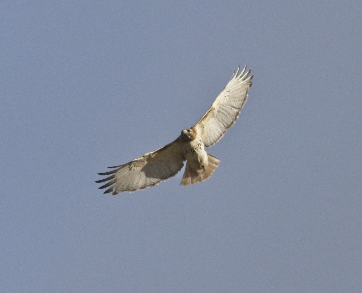 Red-tailed Hawk - ML361034071