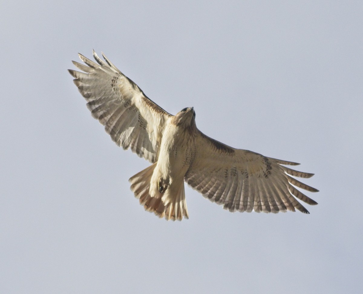 Red-tailed Hawk - ML361034091