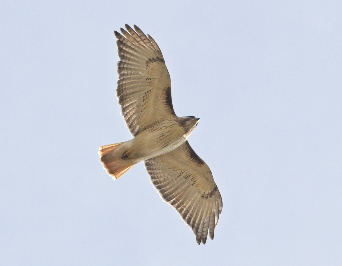 Red-tailed Hawk - Laura Goggin