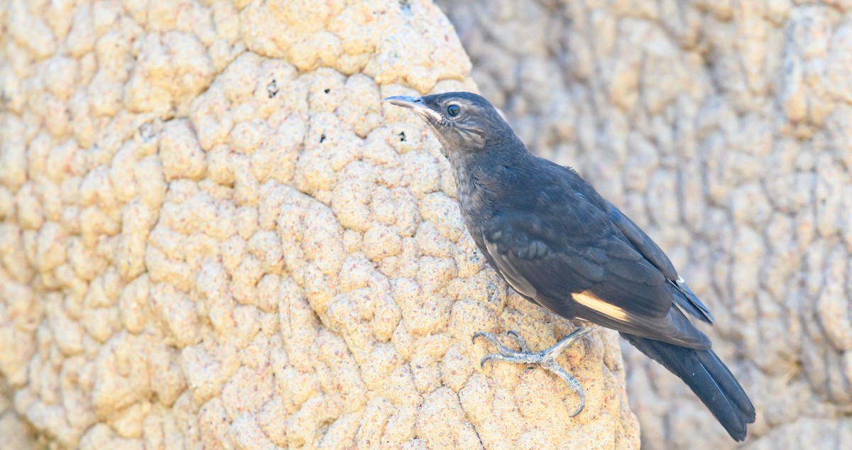 Black-tailed Treecreeper - ML361034281