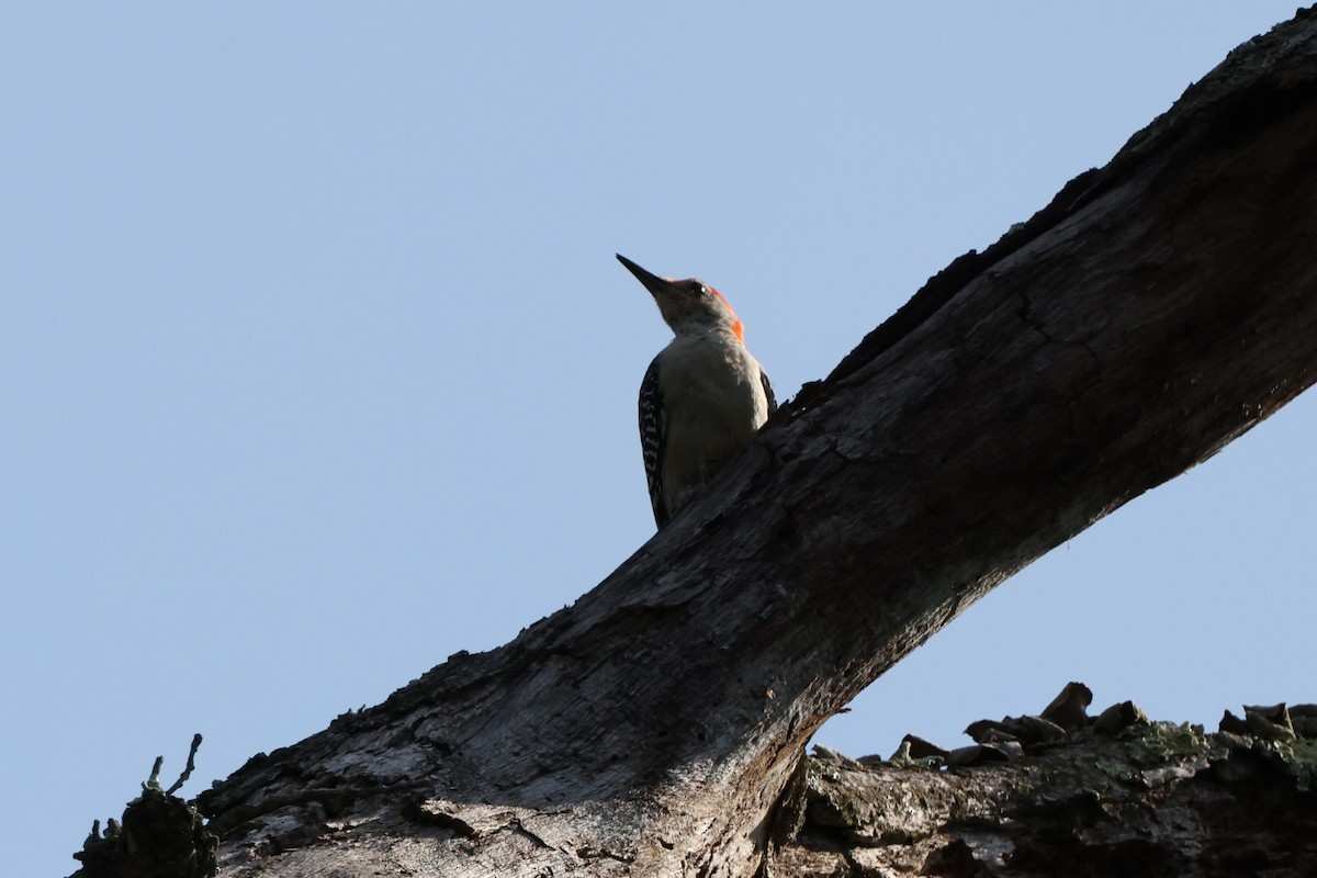 Red-bellied Woodpecker - Chris Kennelly