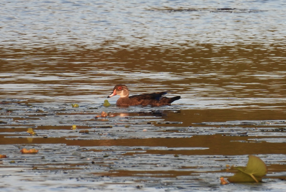 Wood Duck - ML361035391