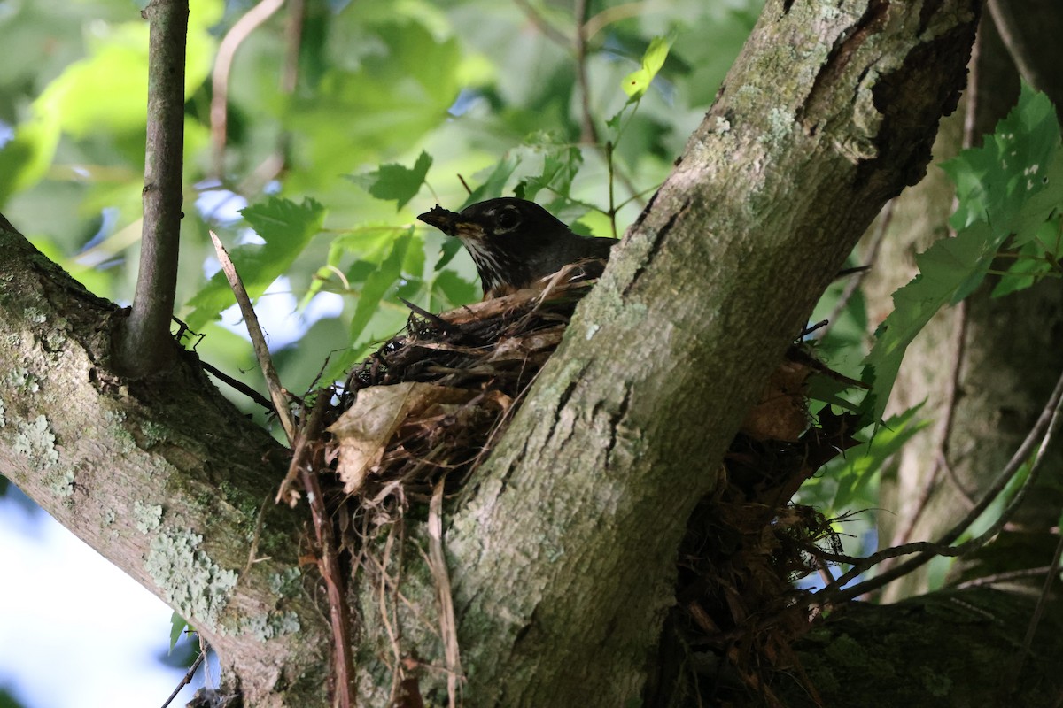 American Robin - Chris Kennelly