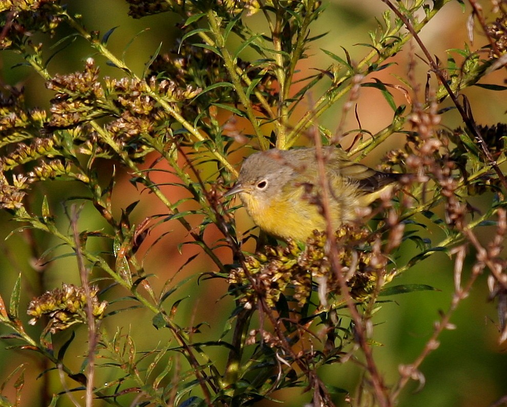 Nashville Warbler - ML36103591