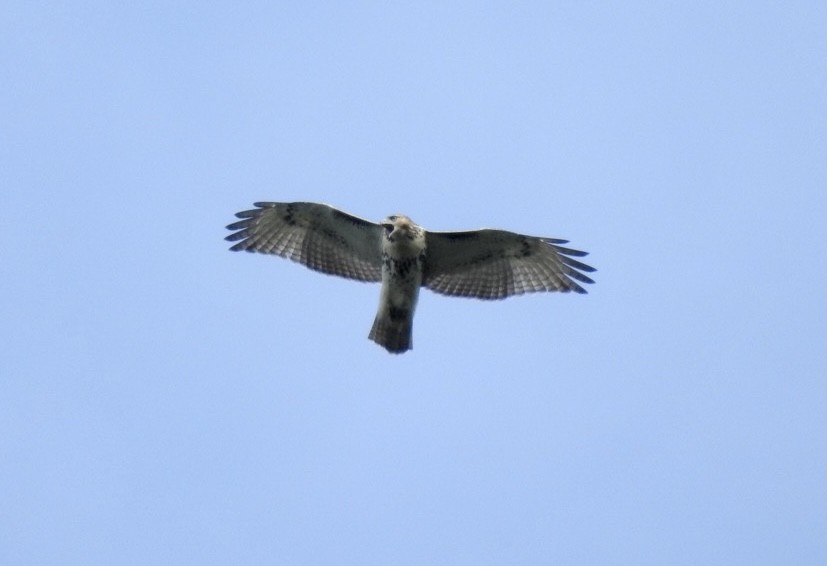 Red-tailed Hawk - ML361036601