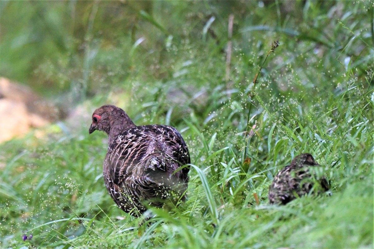 Mikado Pheasant - ML361036791