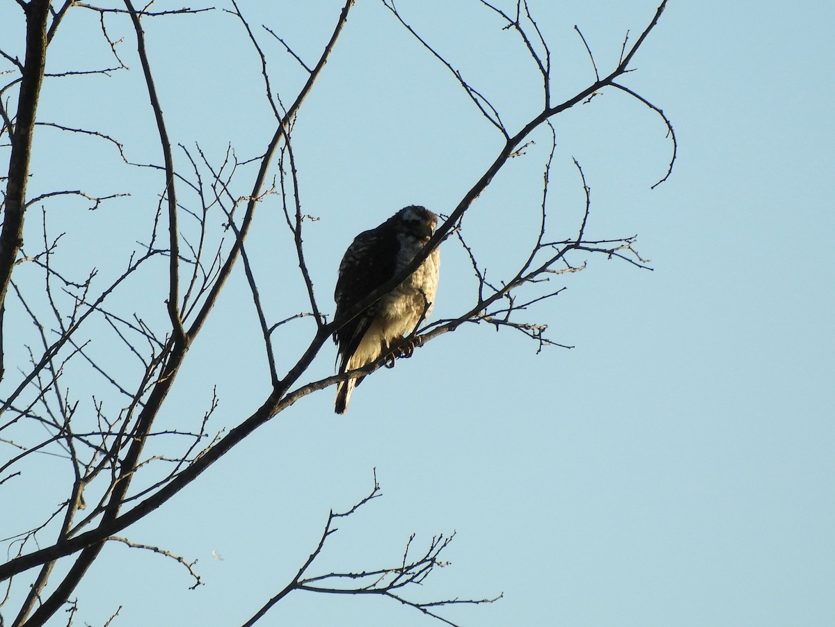 Wegebussard - ML361038031