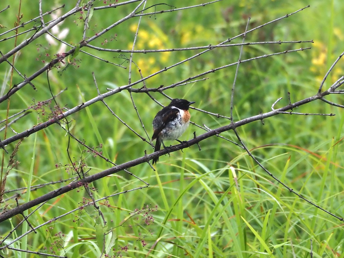 Amur Stonechat - ML361038511