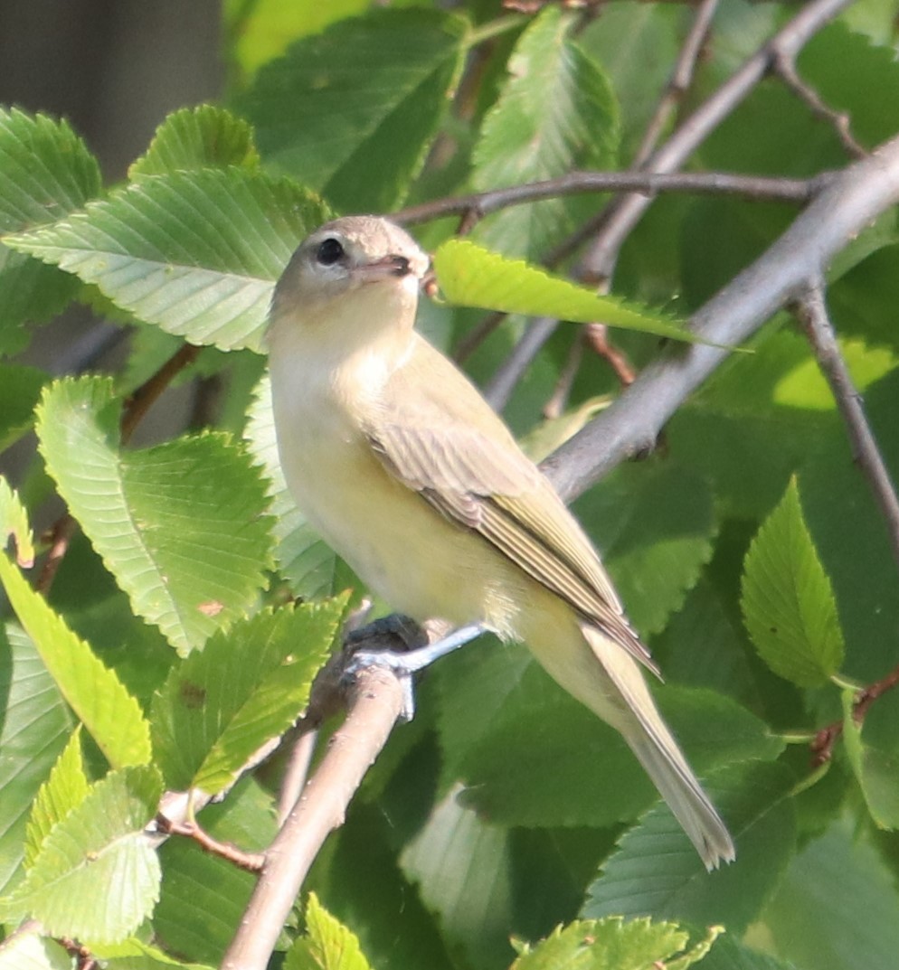 Warbling Vireo - ML361038961
