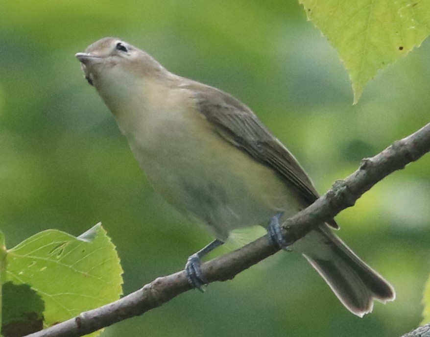 Warbling Vireo - ML361039731
