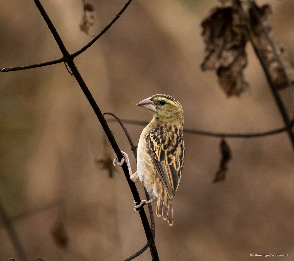 White-winged Widowbird - Ron Hoff Dollyann Myers