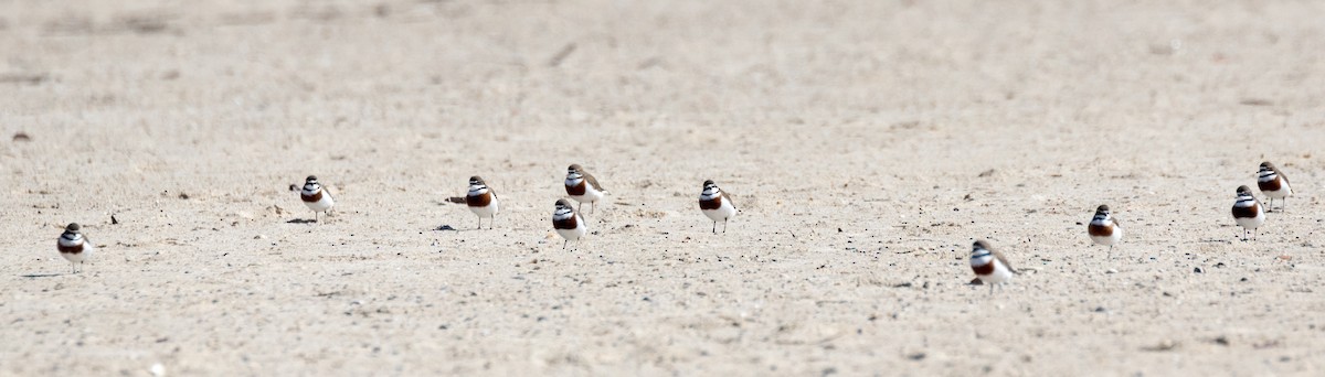 Double-banded Plover - ML361043361