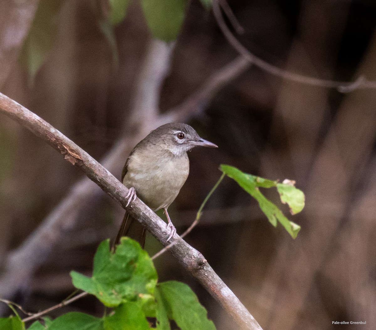 Bulbul à ventre fauve - ML361044941