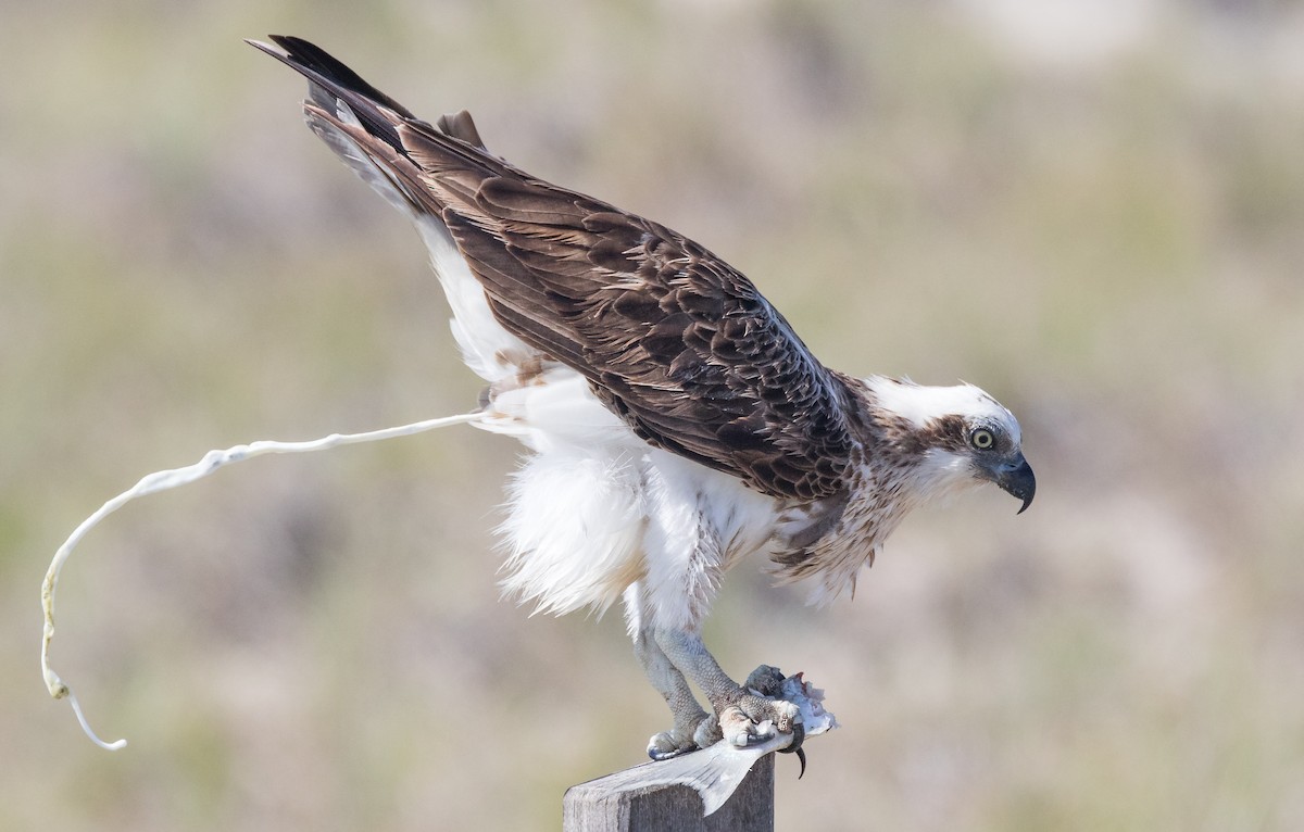 Osprey (Australasian) - Chris Barnes