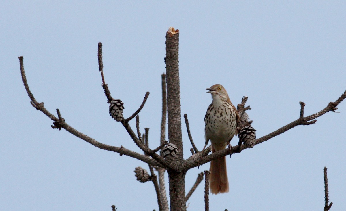 Brown Thrasher - Jay McGowan