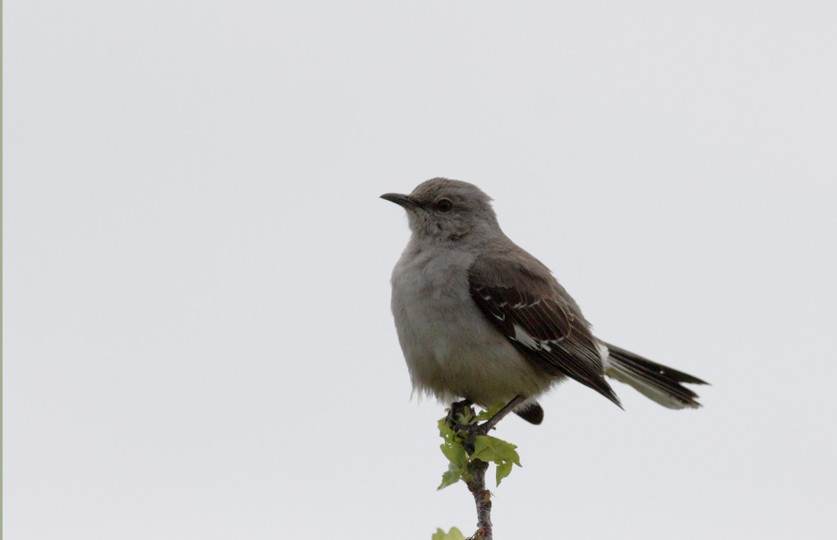 Northern Mockingbird - ML36104751