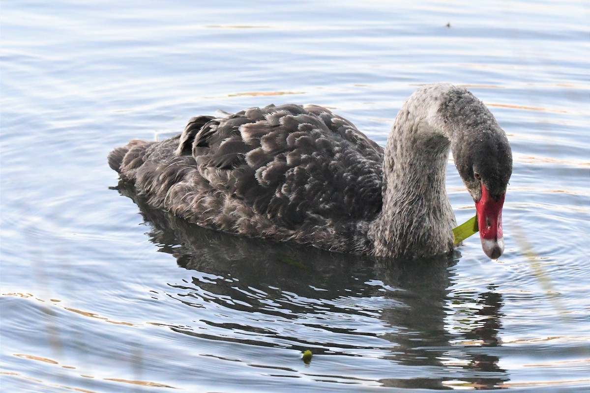 Black Swan - Alfons  Lawen