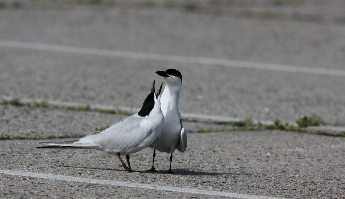 Gull-billed Tern - Jay McGowan