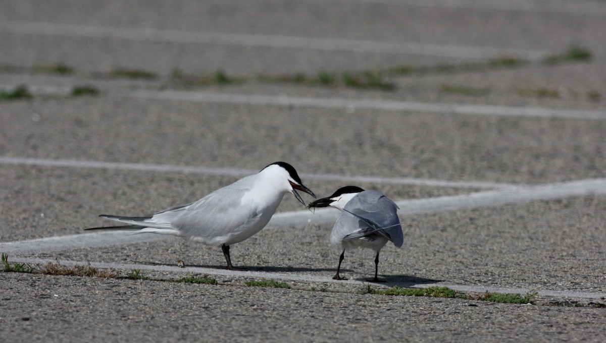 Gull-billed Tern - ML36104981