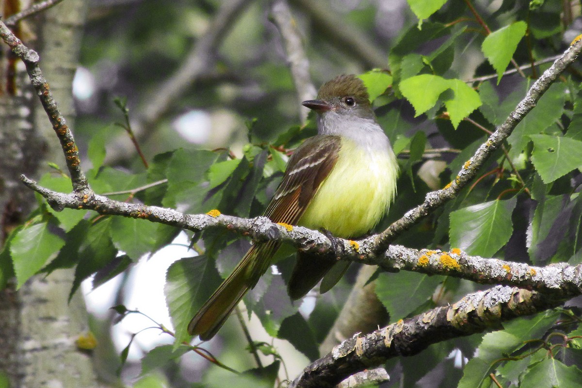 Great Crested Flycatcher - ML361050101