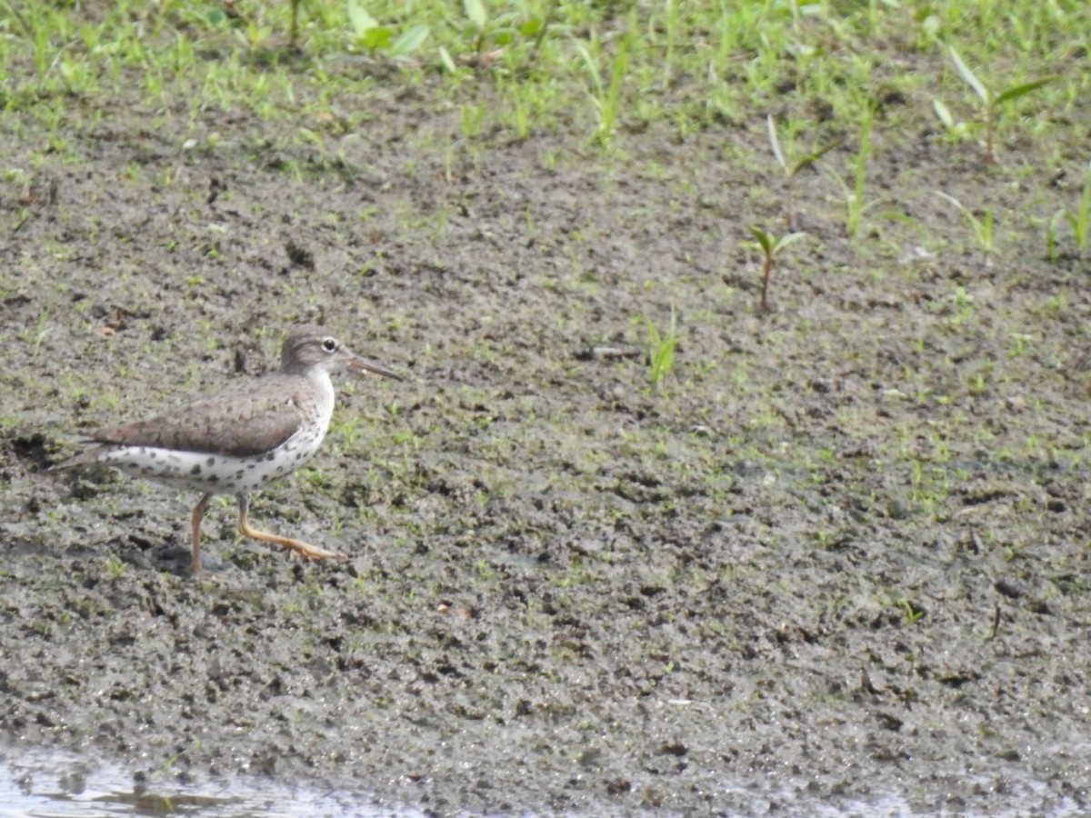 Spotted Sandpiper - Jim Valenzuela