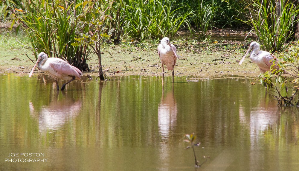 Roseate Spoonbill - ML361050361