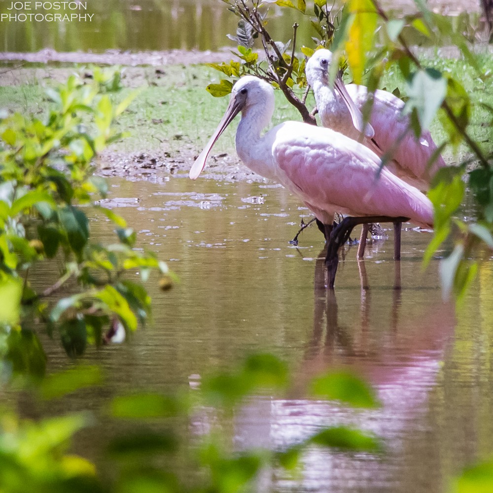 Roseate Spoonbill - Joe Poston