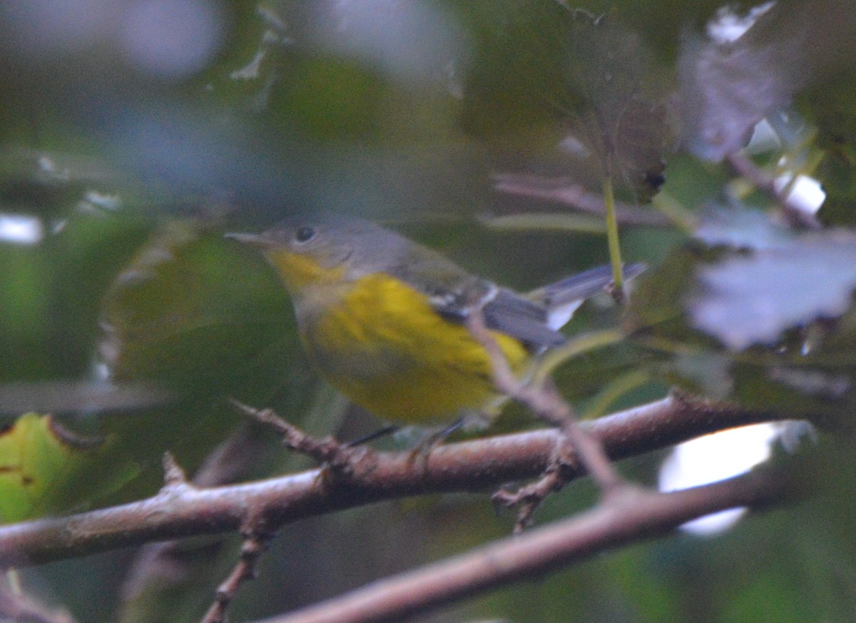 Magnolia Warbler - ML36105111