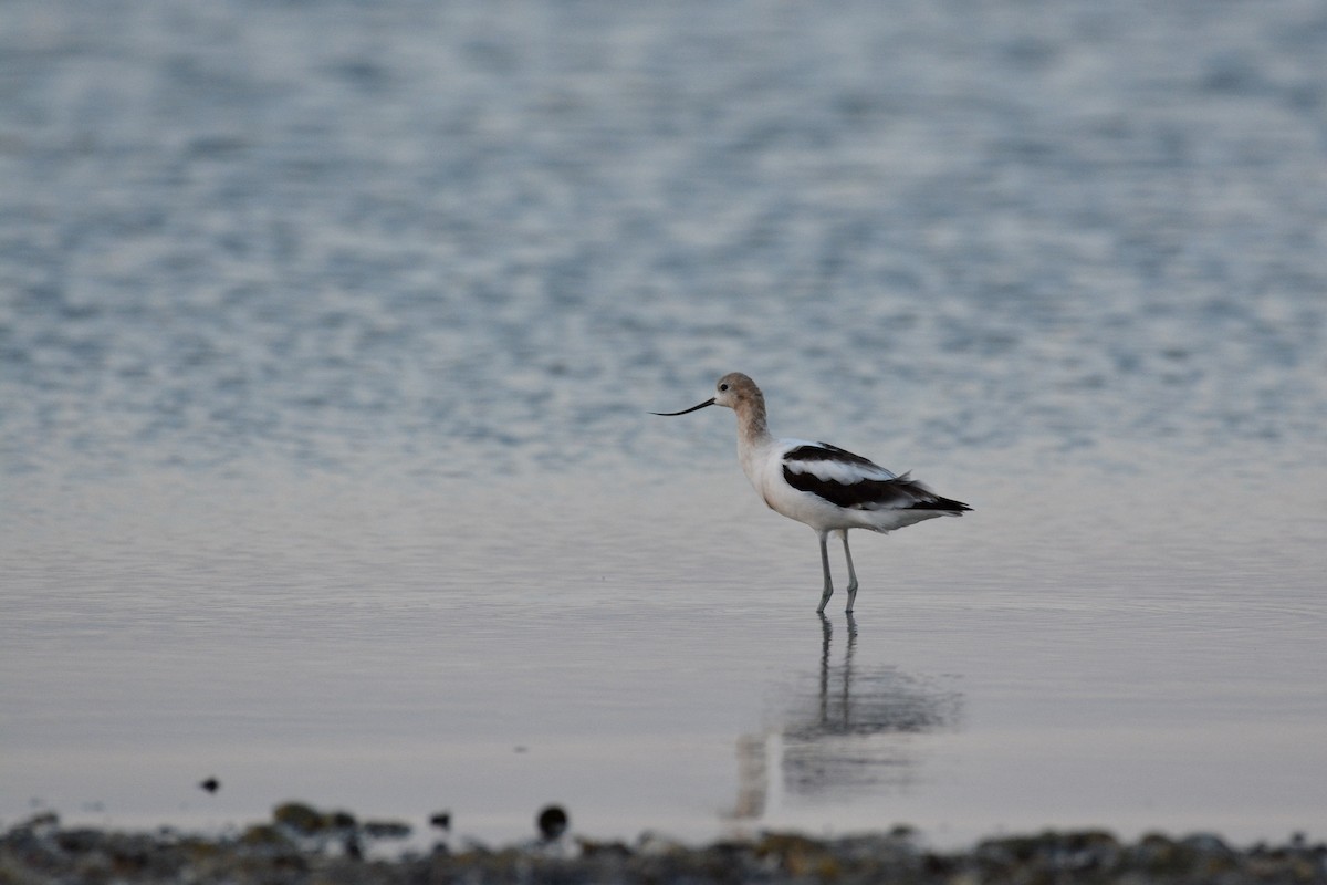 Avoceta Americana - ML361051341