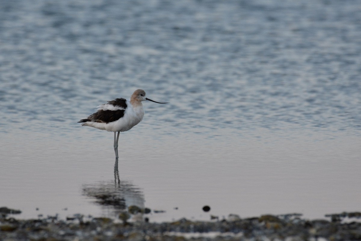 Avoceta Americana - ML361051541