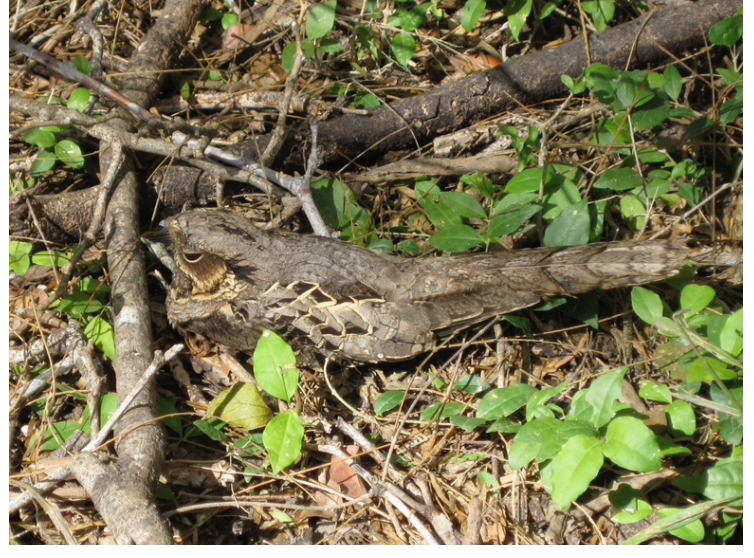 Common Pauraque - ML361052941