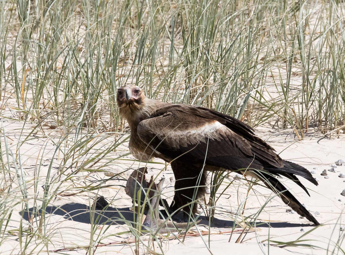 Wedge-tailed Eagle - ML361058811