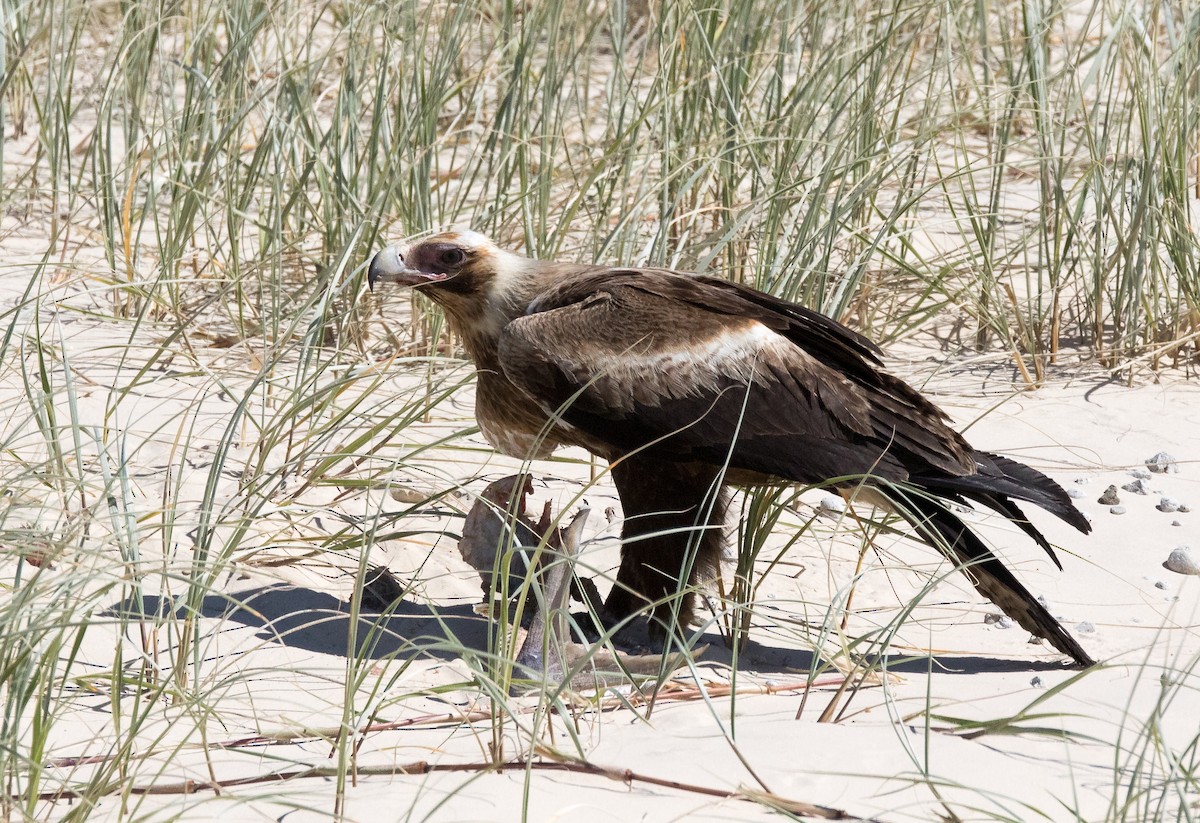 Wedge-tailed Eagle - ML361058891