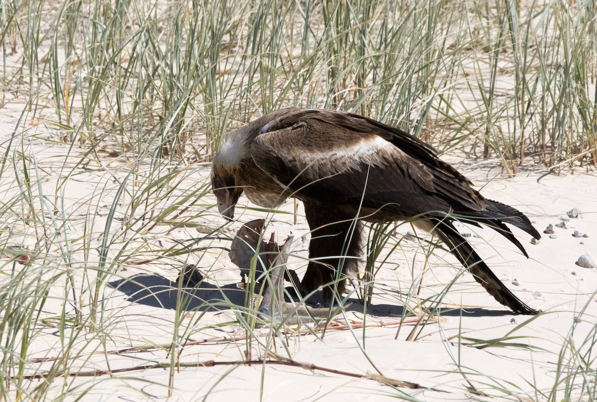 Wedge-tailed Eagle - ML361058911