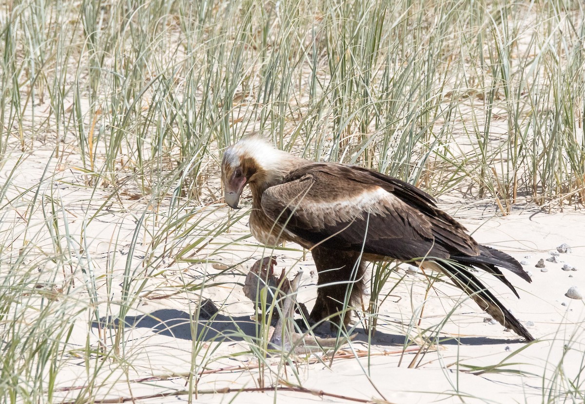Wedge-tailed Eagle - ML361058971