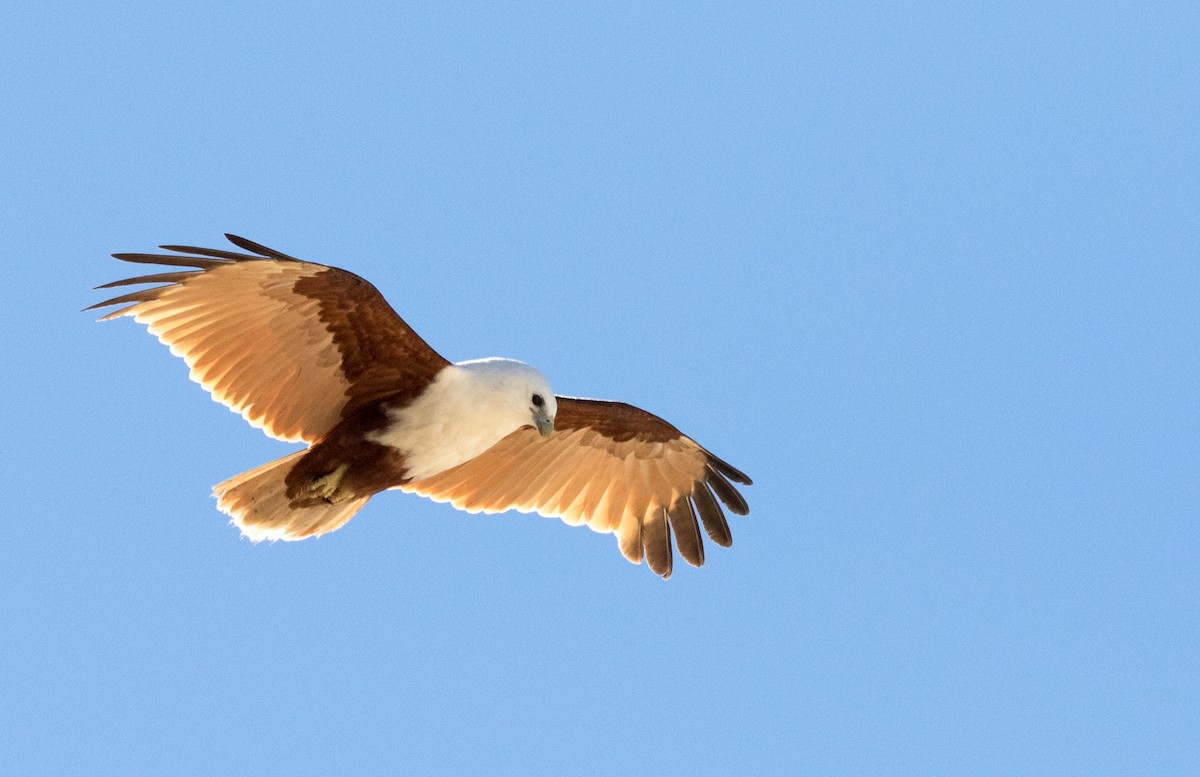 Brahminy Kite - ML361059031