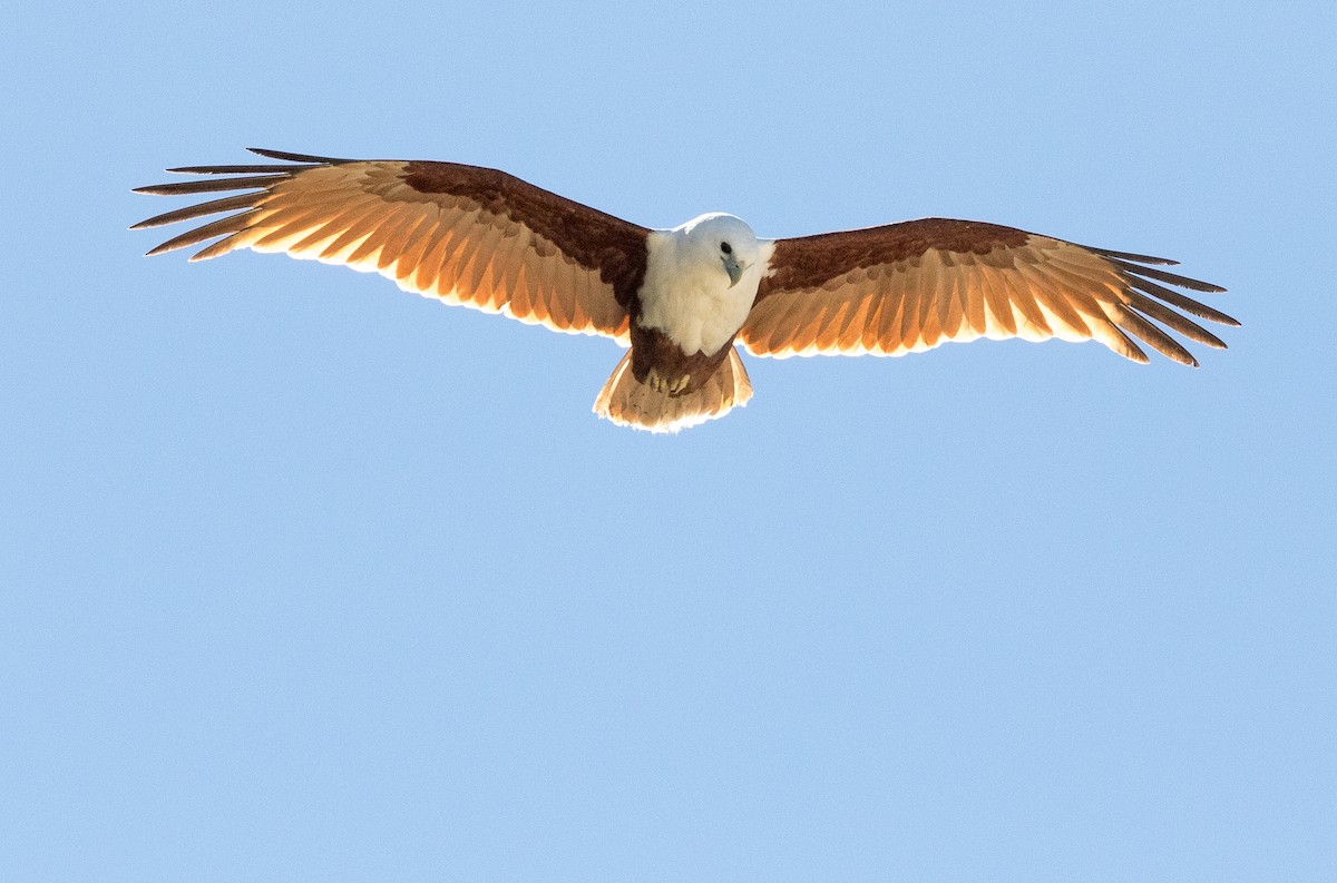 Brahminy Kite - ML361059191