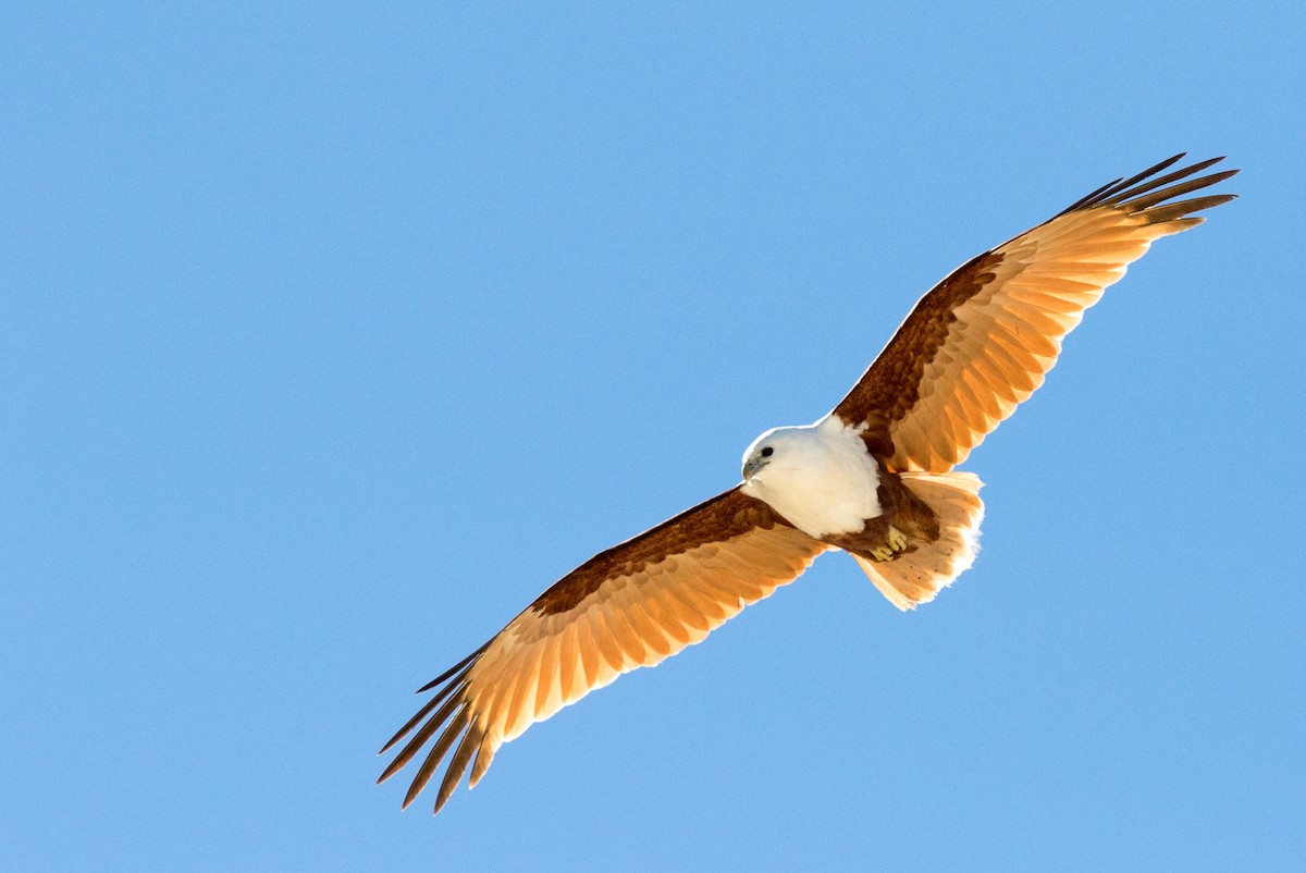 Brahminy Kite - Chris Barnes