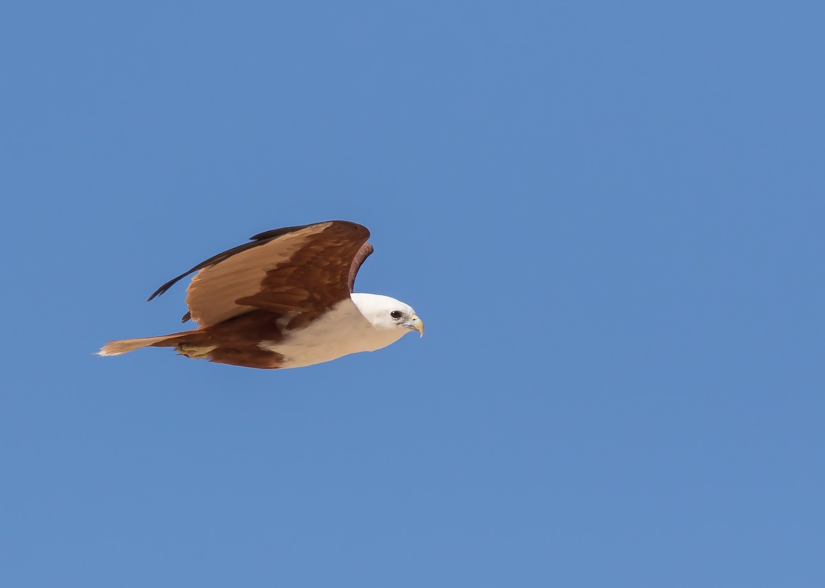 Brahminy Kite - ML361059461
