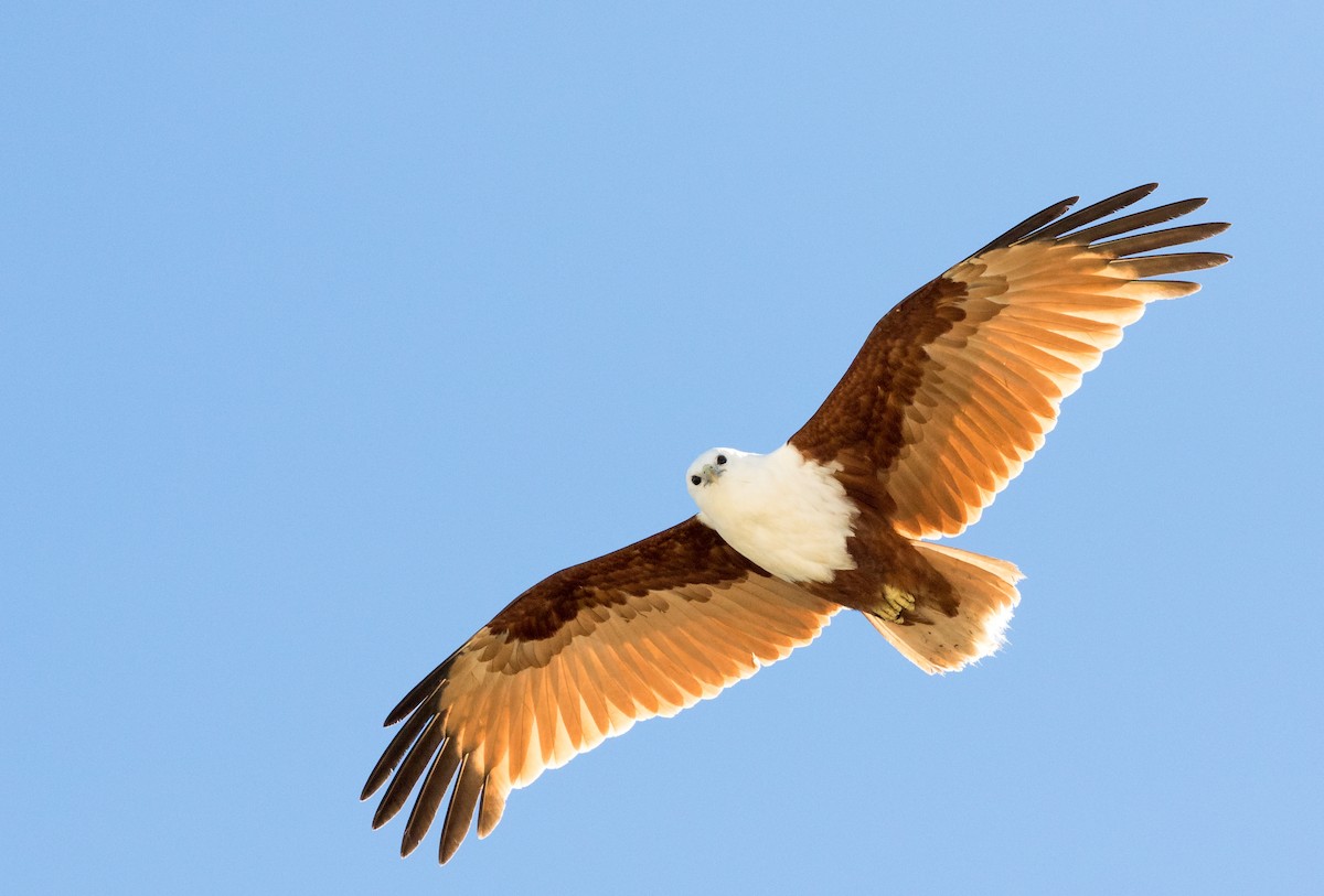 Brahminy Kite - ML361059471