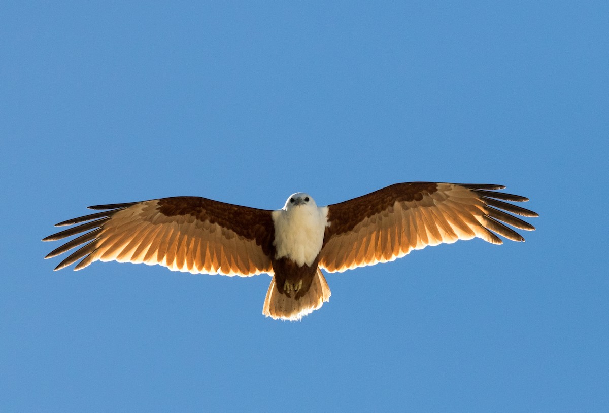 Brahminy Kite - ML361059481