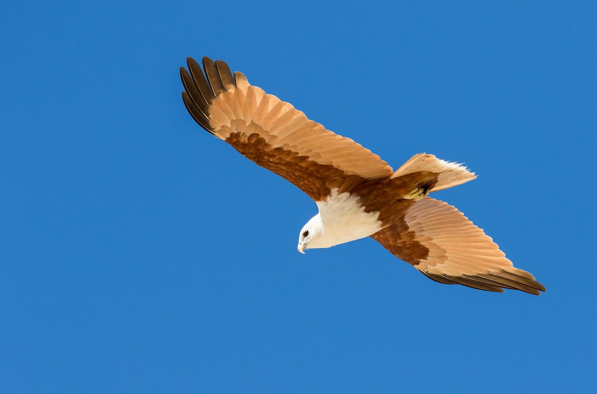 Brahminy Kite - ML361059491