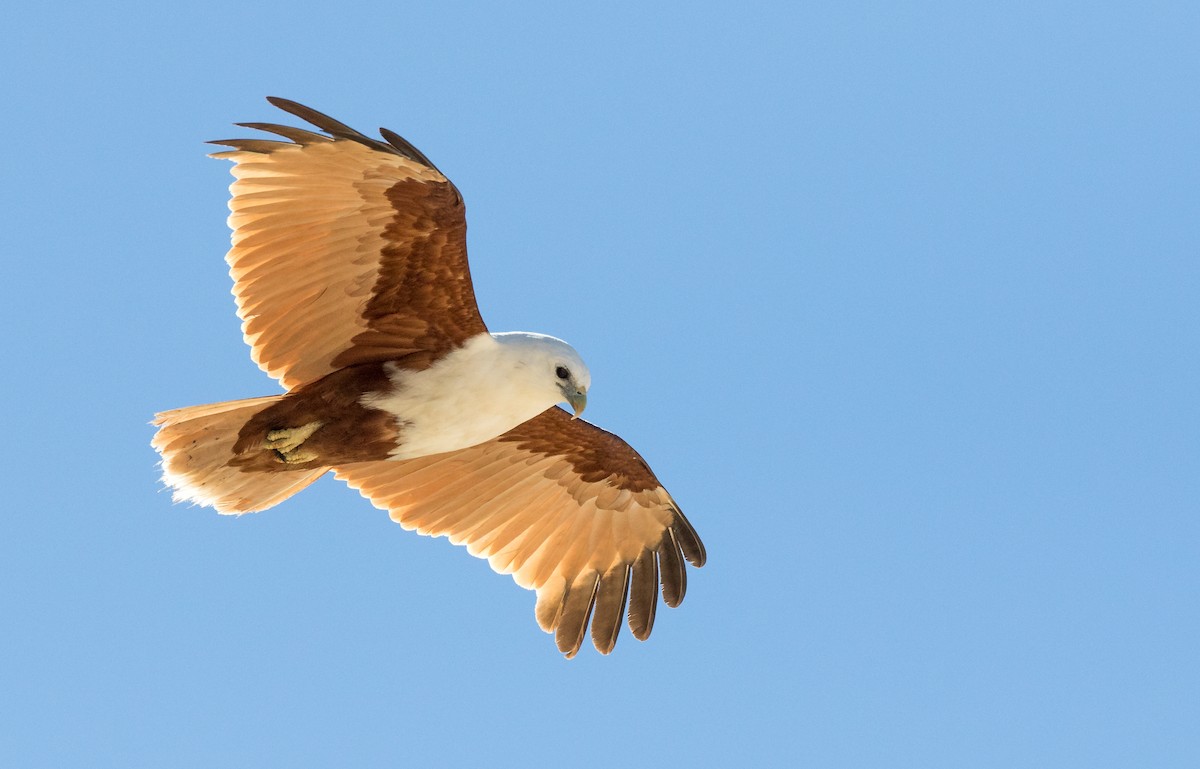 Brahminy Kite - ML361059541