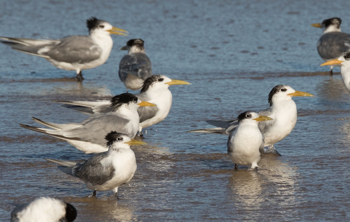 Great Crested Tern - ML361059611