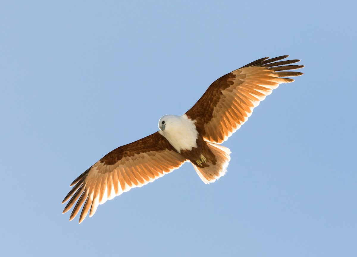 Brahminy Kite - ML361059651