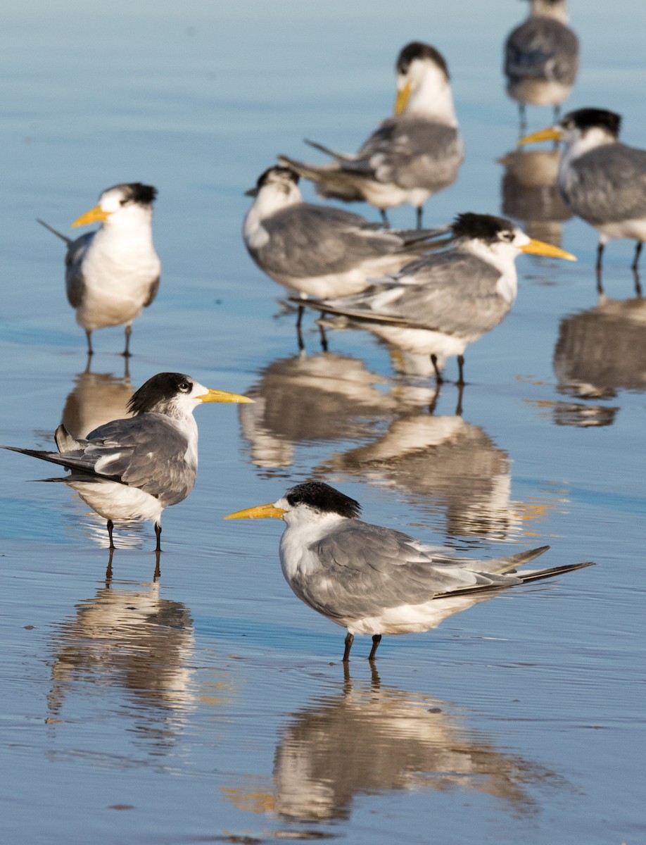 Great Crested Tern - ML361059671